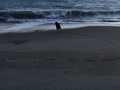 伊良湖岬の砂浜で走るコロ